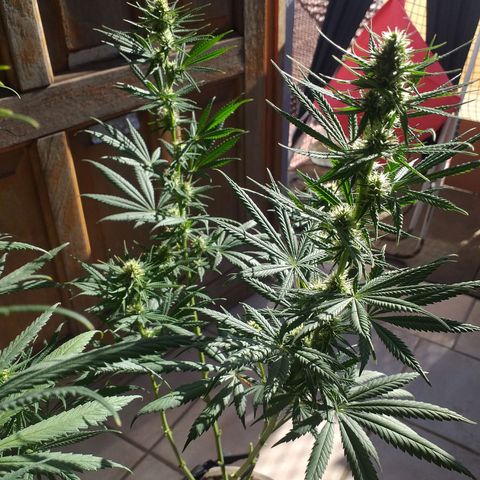 2 growlog timeline photo
