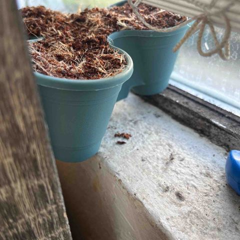 Black Berry Kush growlog photo: Planted into Small Pots 