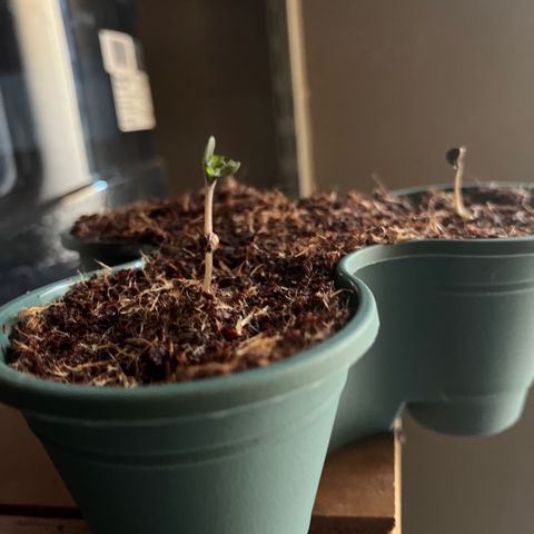 Black Berry Kush growlog timeline photo