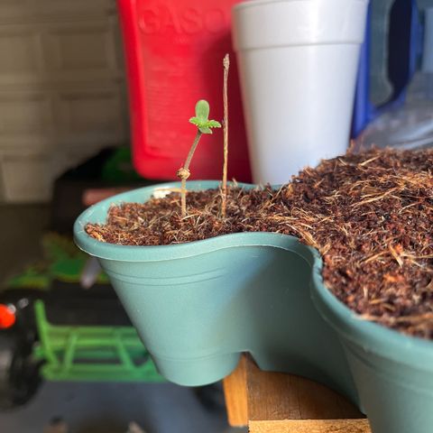 Black Berry Kush growlog timeline photo