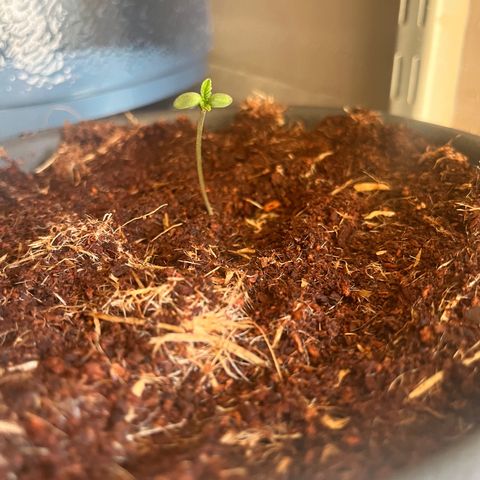 Black Berry Kush growlog photo: After the transplant, a lil drooping still but looks like it might be getting better . 