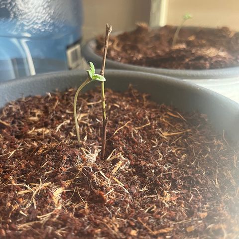 Black Berry Kush growlog photo: After the transplant, a lil drooping still but looks like it might be getting better . 