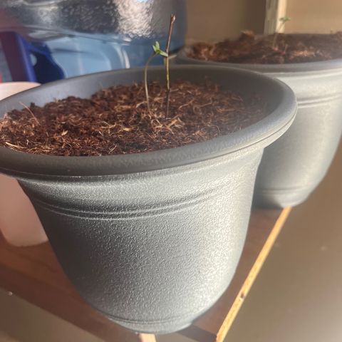 Black Berry Kush growlog photo: After the transplant, a lil drooping still but looks like it might be getting better . 