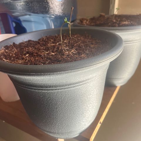 Black Berry Kush growlog photo: After the transplant, a lil drooping still but looks like it might be getting better . 