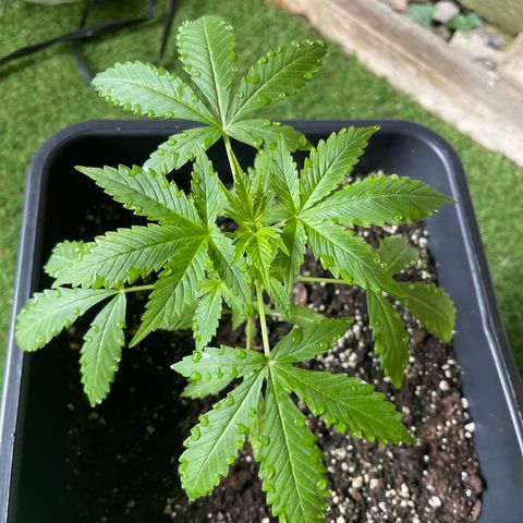 Royal Haze growlog timeline photo