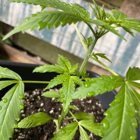 Royal Haze growlog timeline photo