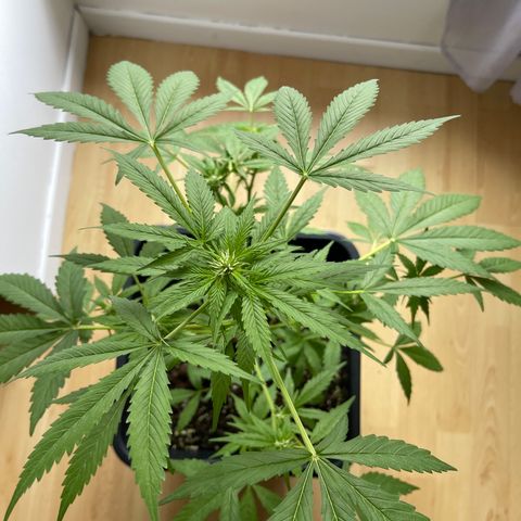 Royal Haze growlog timeline photo