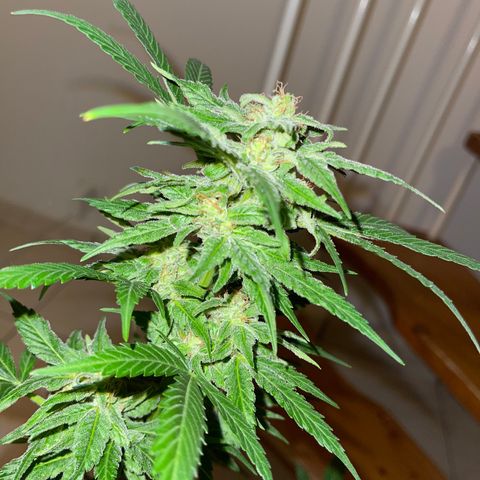 Royal Haze growlog timeline photo