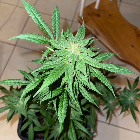 Royal Haze growlog timeline photo