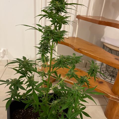 Royal Haze growlog timeline photo