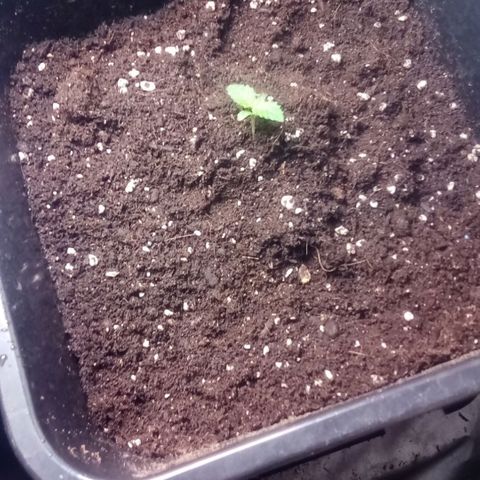 Kritikal-bilbo Auto growlog timeline photo