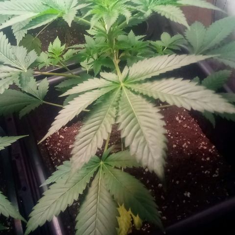 Kritikal-bilbo Auto growlog photo: Mes bébés as 6 Semaines😎🤩