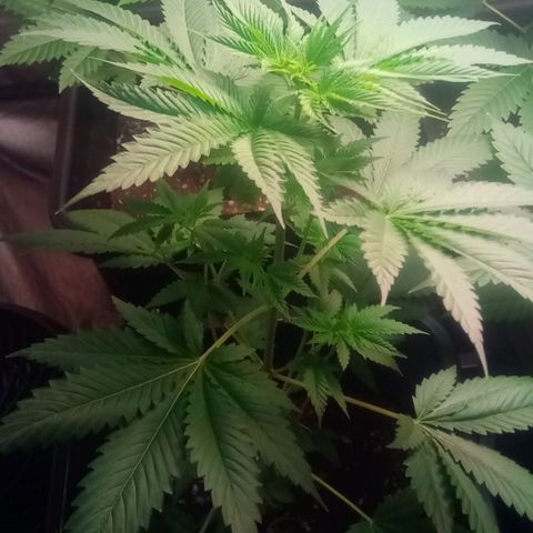 Kritikal-bilbo Auto growlog photo: Mes bébés as 6 Semaines😎🤩