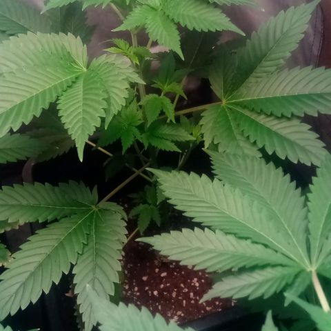 Kritikal-bilbo Auto growlog photo: Mes bébés as 6 Semaines😎🤩