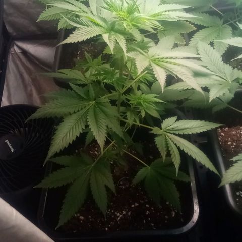 Kritikal-bilbo Auto growlog photo: Mes bébés as 6 Semaines😎🤩