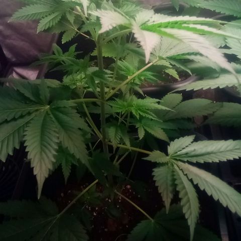 Kritikal-bilbo Auto growlog photo: Mes bébés as 6 Semaines😎🤩