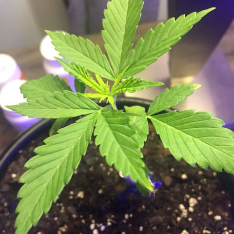 Unknown strain growlog photo: Seedling stage