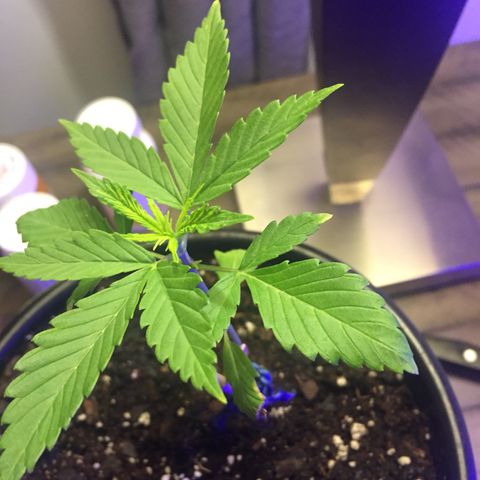 Unknown strain growlog photo: Seedling stage