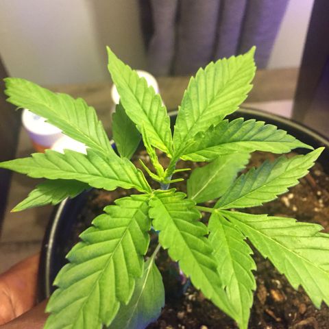 Unknown strain growlog timeline photo