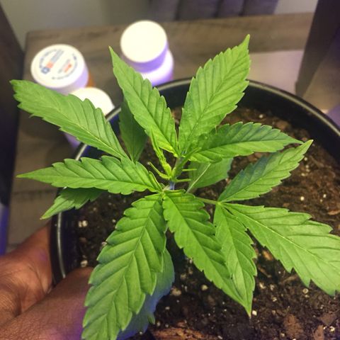 Unknown strain growlog timeline photo