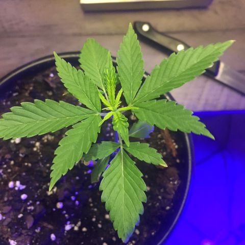 Unknown strain growlog timeline photo
