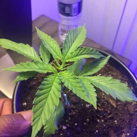 Unknown strain growlog timeline photo