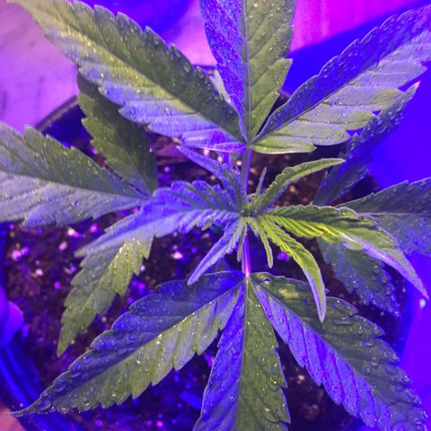 Unknown strain growlog timeline photo
