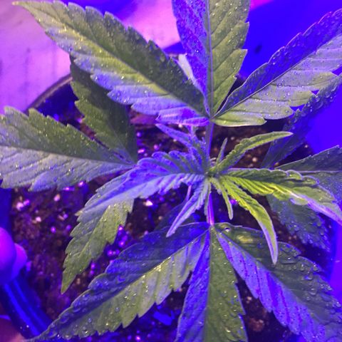 Unknown strain growlog timeline photo
