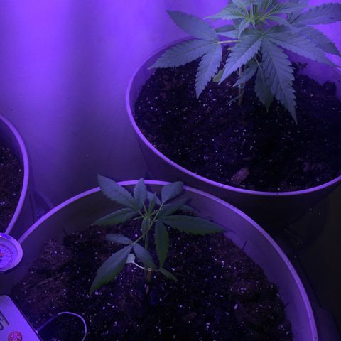 Unknown strain growlog timeline photo
