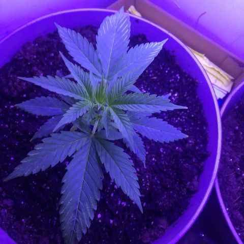 Unknown strain growlog timeline photo