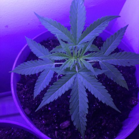 Unknown strain growlog timeline photo