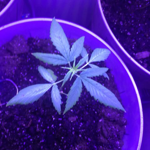 Unknown strain growlog timeline photo