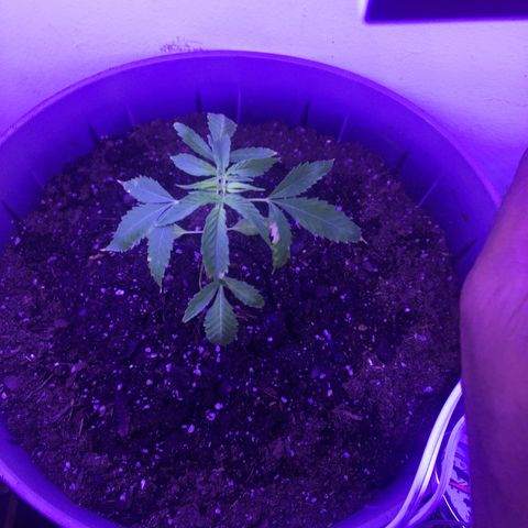 Unknown strain growlog timeline photo
