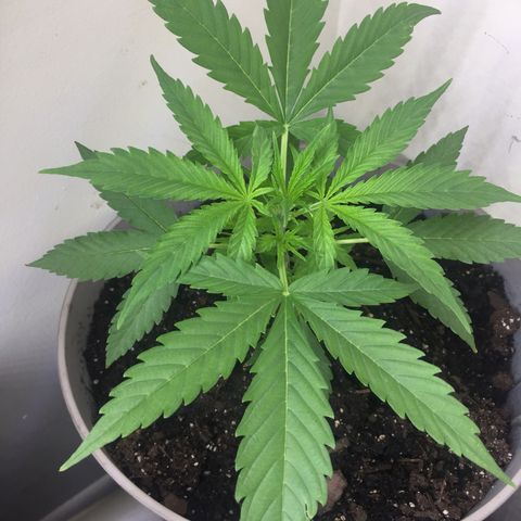 Unknown strain growlog timeline photo