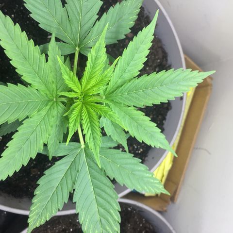 Unknown strain growlog timeline photo