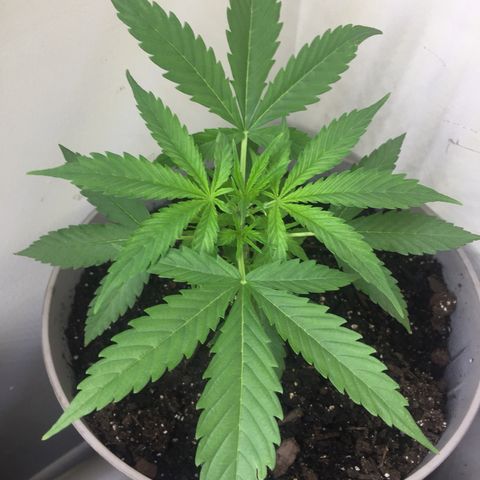Unknown strain growlog timeline photo
