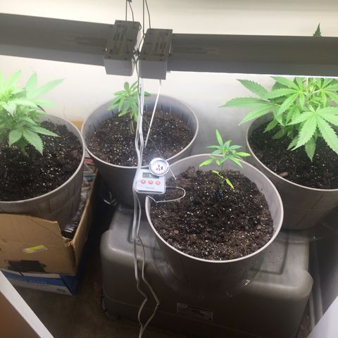 Unknown strain growlog timeline photo