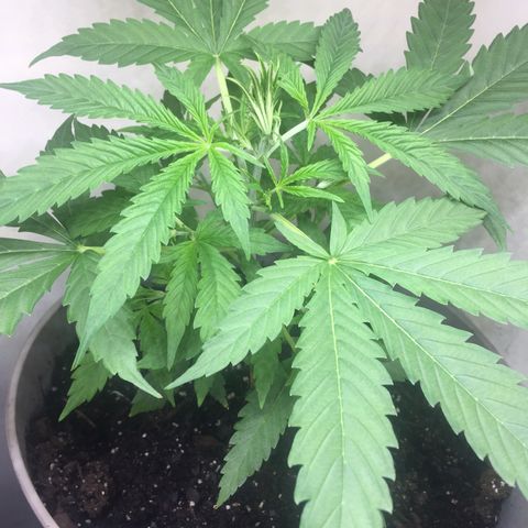 Unknown strain growlog timeline photo