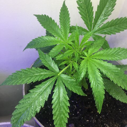 Unknown strain growlog timeline photo