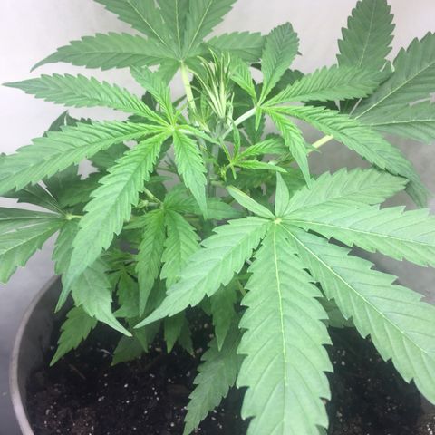 Unknown strain growlog timeline photo