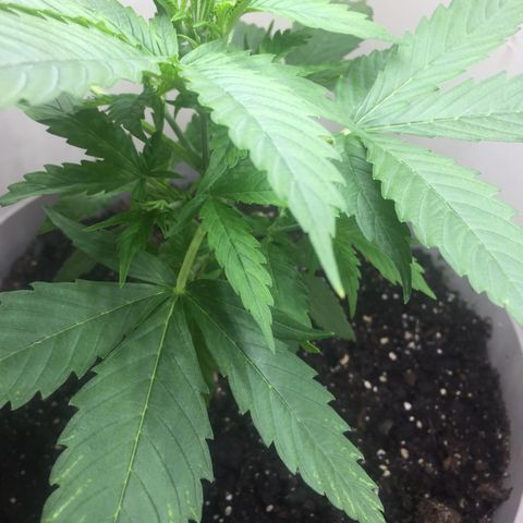 Unknown strain growlog timeline photo