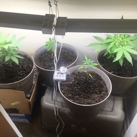 Unknown strain growlog timeline photo