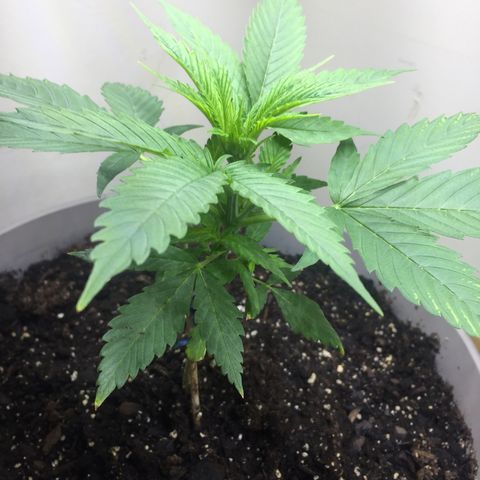 Unknown strain growlog timeline photo