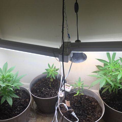 Unknown strain growlog timeline photo