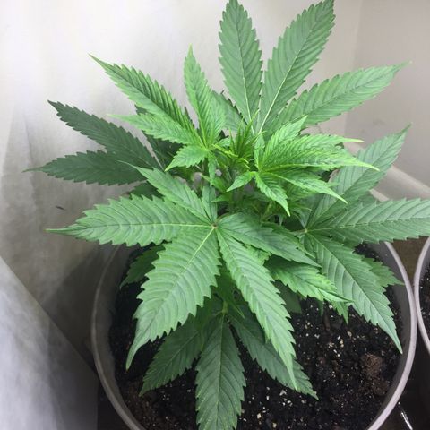 Unknown strain growlog timeline photo