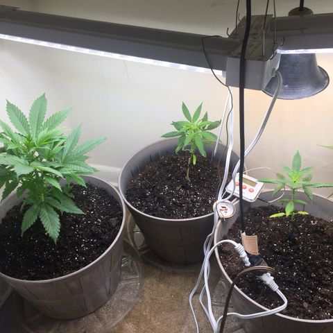 Unknown strain growlog timeline photo