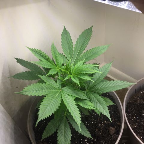 Unknown strain growlog timeline photo