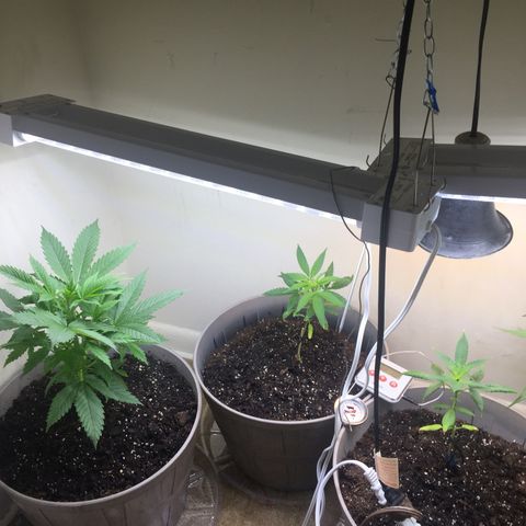 Unknown strain growlog timeline photo