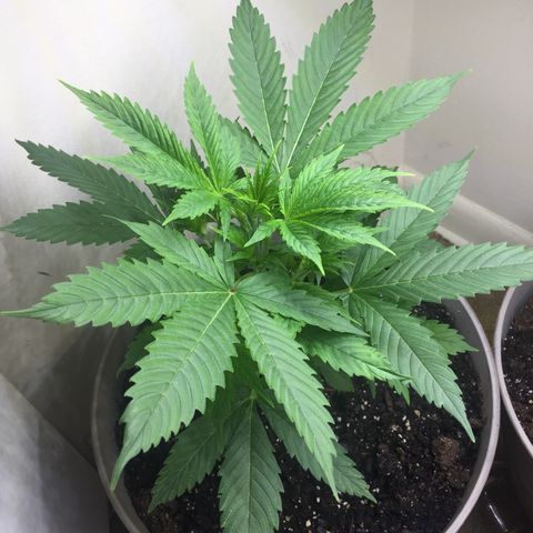 Unknown strain growlog timeline photo