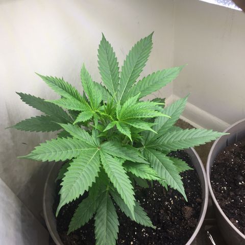 Unknown strain growlog timeline photo